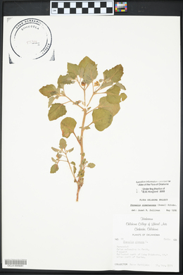 Physalis cinerascens image