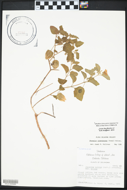 Physalis cinerascens image