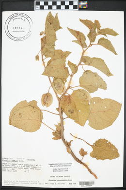 Physalis pumila image