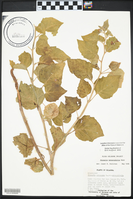 Physalis pubescens var. integrifolia image