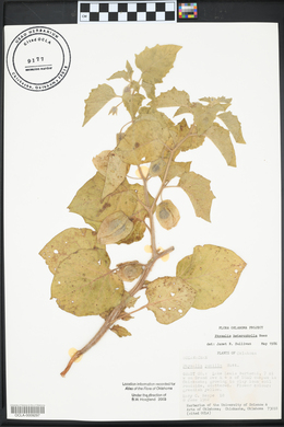 Physalis pumila image