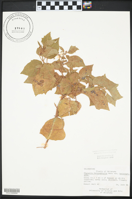 Physalis heterophylla var. heterophylla image