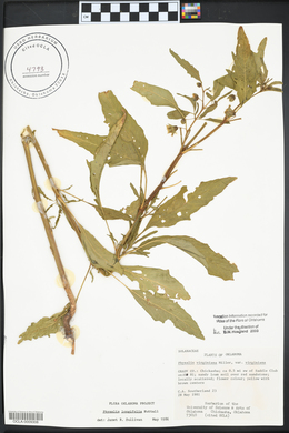 Physalis longifolia image