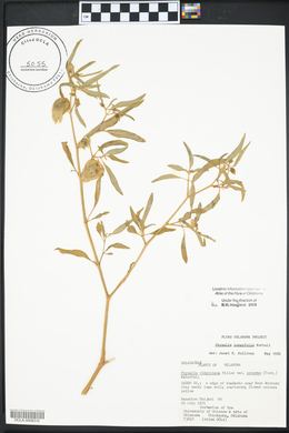 Physalis longifolia image