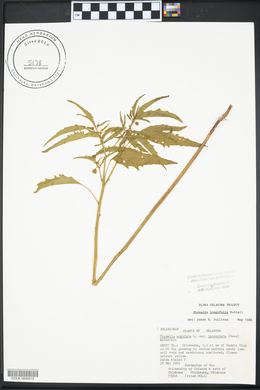 Physalis longifolia image