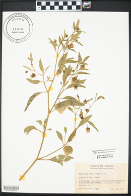 Physalis longifolia image