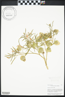 Physalis longifolia image