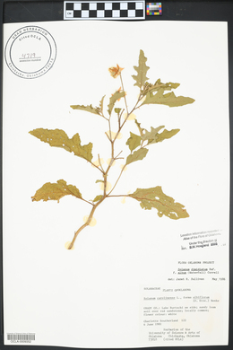 Solanum dimidiatum image