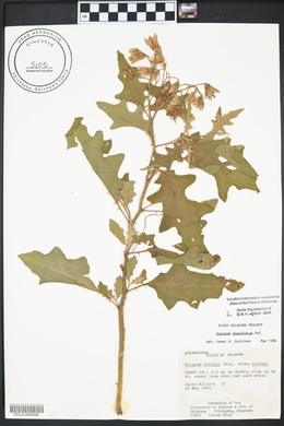 Solanum dimidiatum image