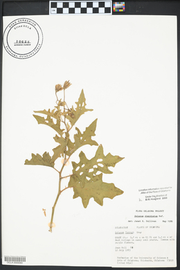 Solanum dimidiatum image