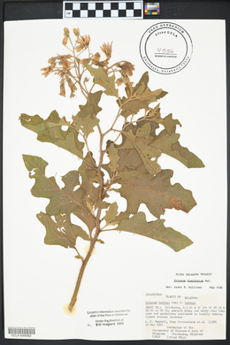 Solanum dimidiatum image