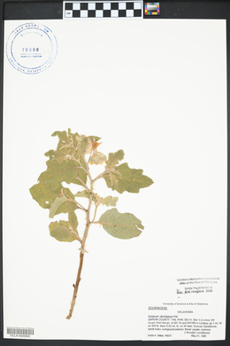 Solanum dimidiatum image
