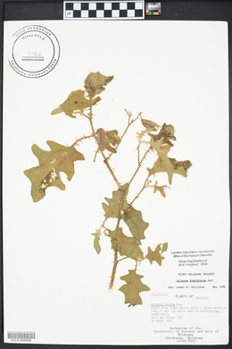 Solanum dimidiatum image