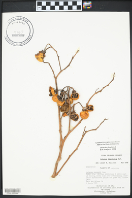 Solanum dimidiatum image