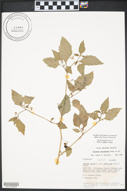 Solanum ptychanthum image