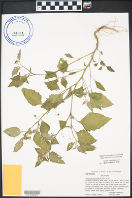 Solanum ptychanthum image