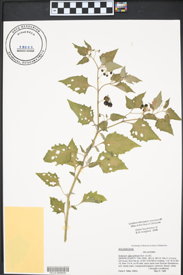 Solanum ptychanthum image