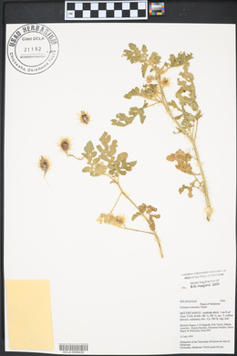 Solanum rostratum image