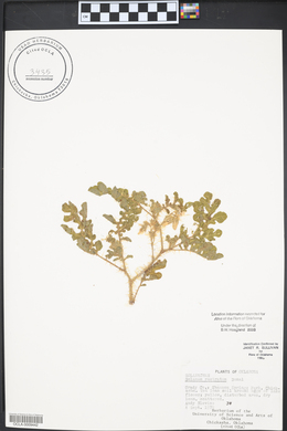 Solanum rostratum image