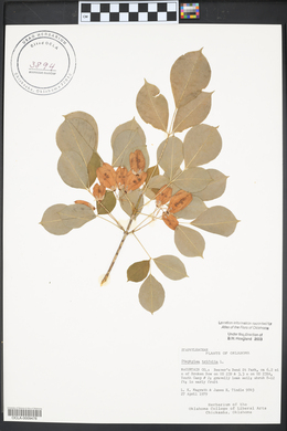 Staphylea trifolia image