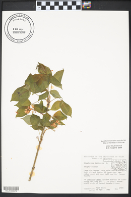 Staphylea trifolia image