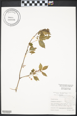 Staphylea trifolia image