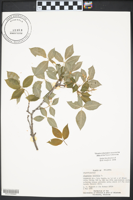 Staphylea trifolia image