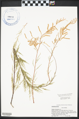 Tamarix gallica image