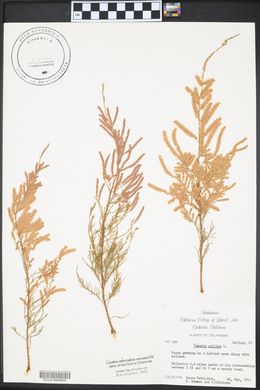 Tamarix gallica image