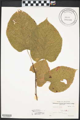 Tilia americana var. caroliniana image