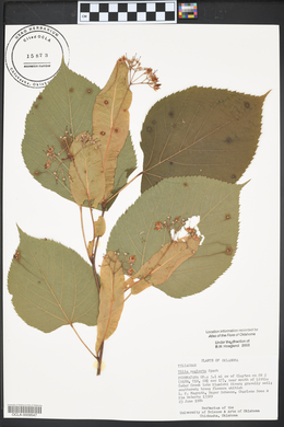 Tilia neglecta image