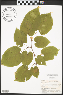 Tilia neglecta image