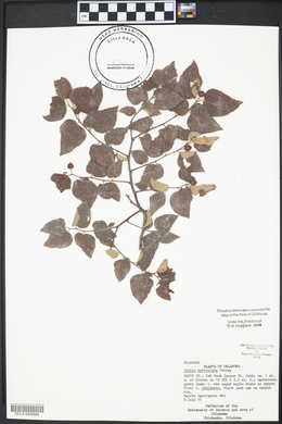 Celtis reticulata image