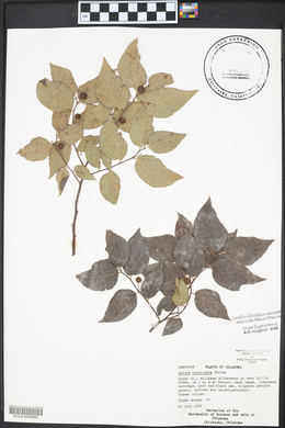 Celtis reticulata image