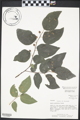 Celtis reticulata image