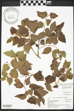 Celtis reticulata image