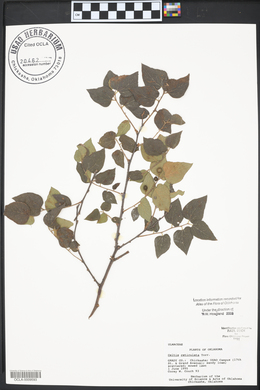 Celtis reticulata image