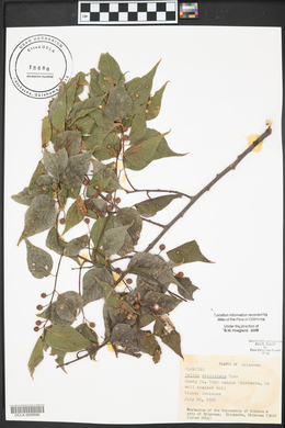 Celtis reticulata image