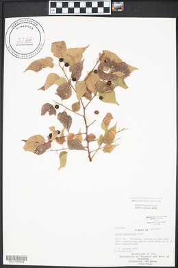 Celtis reticulata image