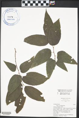 Celtis tenuifolia image