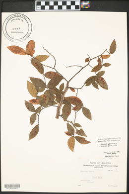 Ulmus alata image