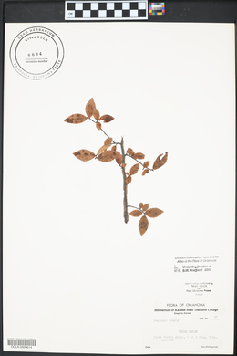 Ulmus alata image