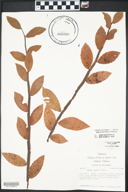 Ulmus alata image