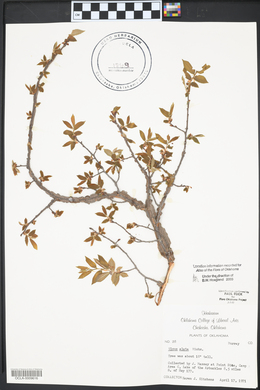 Ulmus alata image