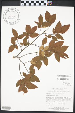 Ulmus crassifolia image