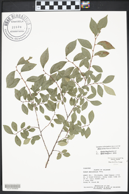 Ulmus parvifolia image