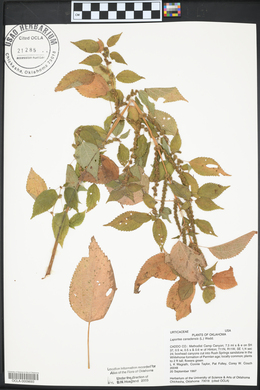 Laportea canadensis image