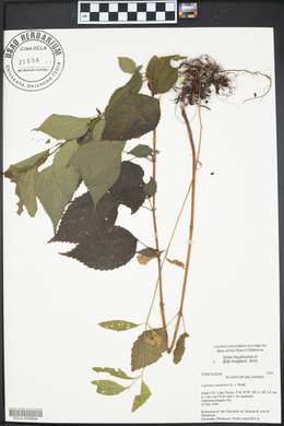 Laportea canadensis image