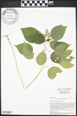 Laportea canadensis image