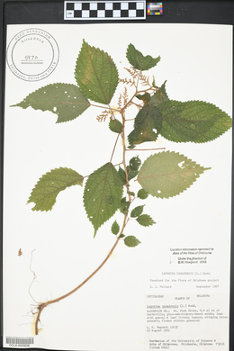 Laportea canadensis image